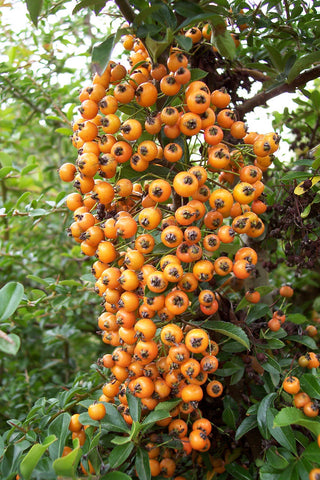 Pyracantha atalantioides 'Little Gnome'