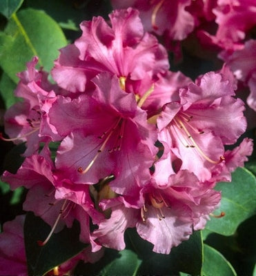 Rhododendron 'April Glow'