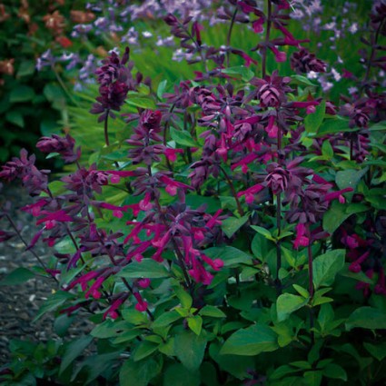 Salvia 'Love and Wishes'