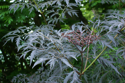Sambucus nigra 'Eva,' aka Sambucus nigra 'Black Lace'