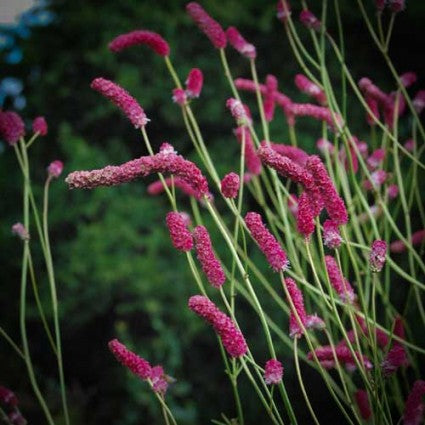 Sanguisorba tenuifolia 'Pink Elephant'