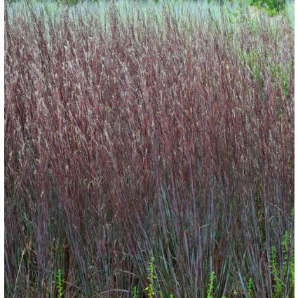Schizachyrium scoparium 'Blue Paradise'