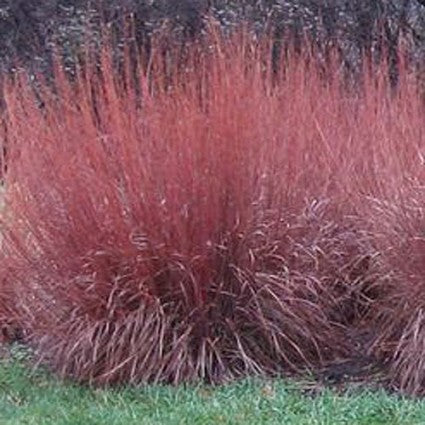 Schizachyrium scoparium 'Standing Ovation'