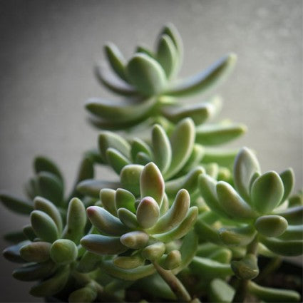 Sedeveria 'Blue Giant'