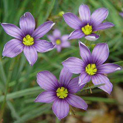 Sisyrinchium angustifolium 'Lucerne'