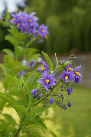 Solanum crispum 'Glasnevin'