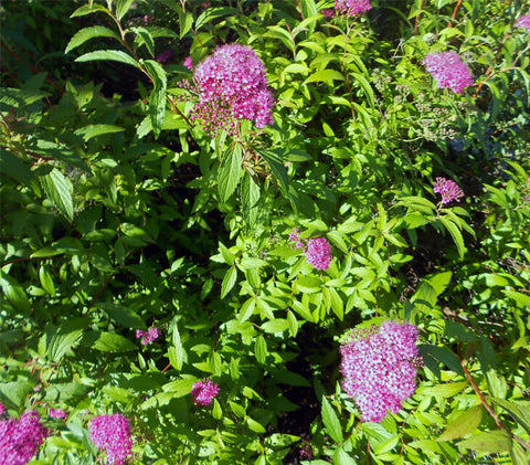 Spiraea japonica 'Gold Mound'