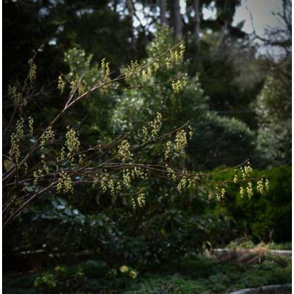 Stachyurus chinensis 'Celina'