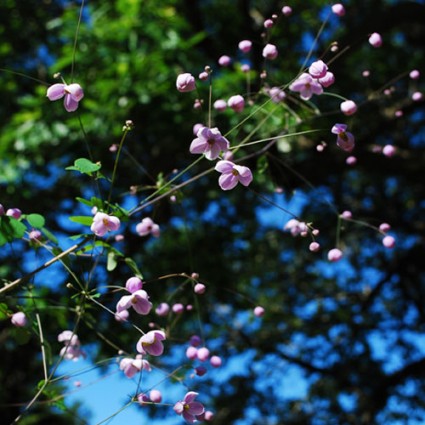 Thalictrum 'Splendide'