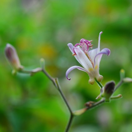 Tricyrtis hirta 'Tojen'