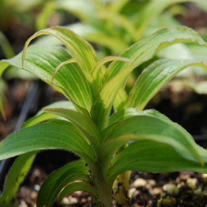 Tricyrtis hirta 'Moonlight'