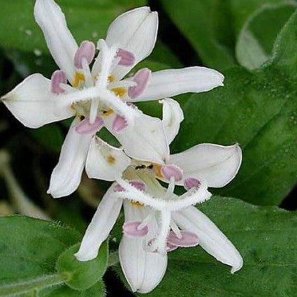 Tricyrtis hirta 'White Towers'