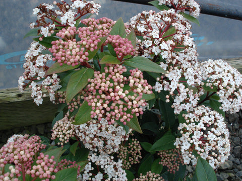 Viburnum tinus 'Anvi' (aka Viburnum tinus 'Spirit')